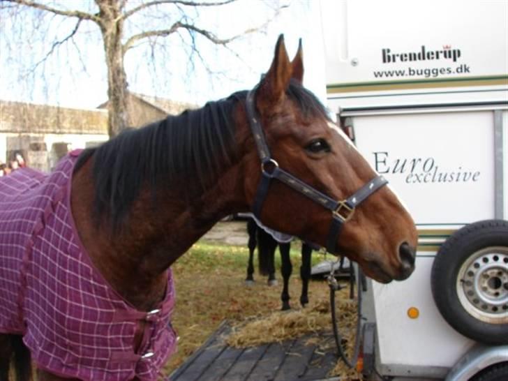 Jagt, skaarupgård sindal 2008 billede 41