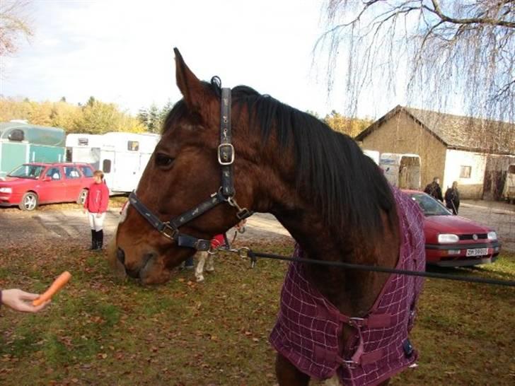 Jagt, skaarupgård sindal 2008 billede 42