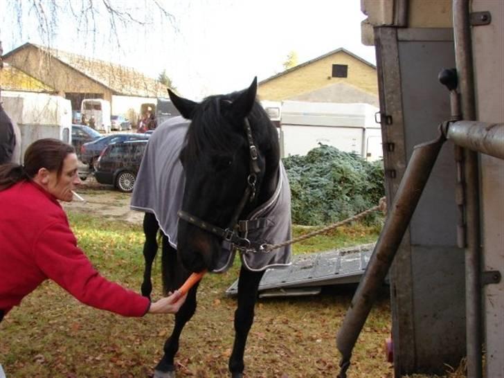 Jagt, skaarupgård sindal 2008 billede 43