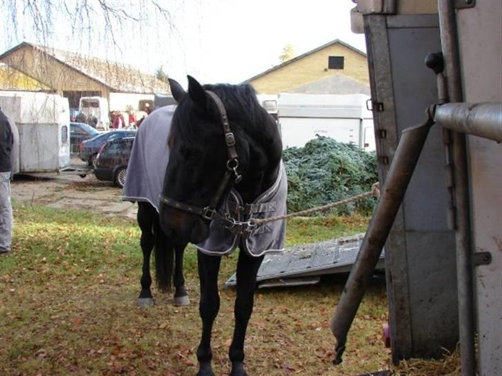 Jagt, skaarupgård sindal 2008 billede 44
