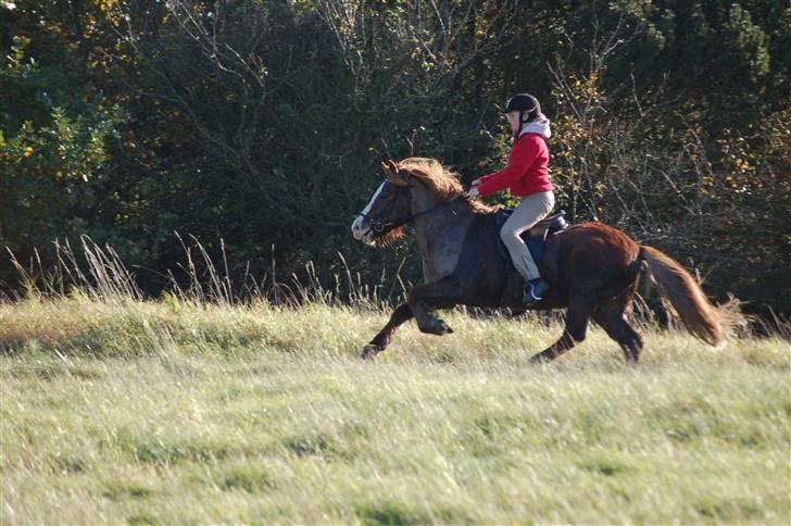 Hubertusjagt på rugård slot 2/11-2008 billede 17