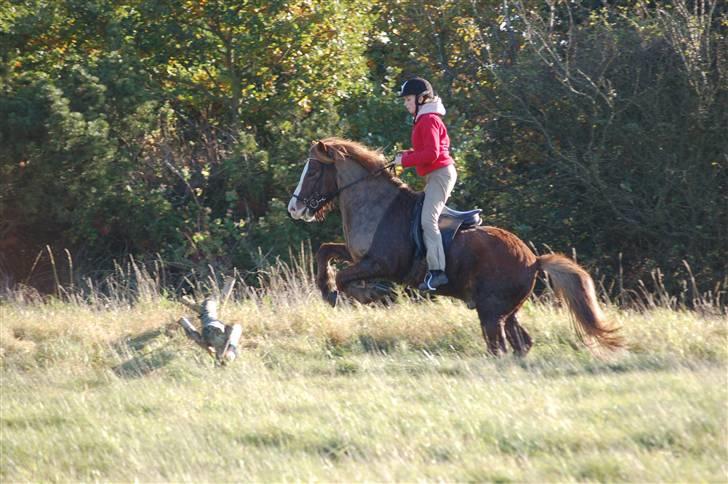 Hubertusjagt på rugård slot 2/11-2008 billede 18