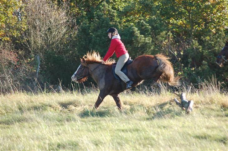 Hubertusjagt på rugård slot 2/11-2008 billede 19