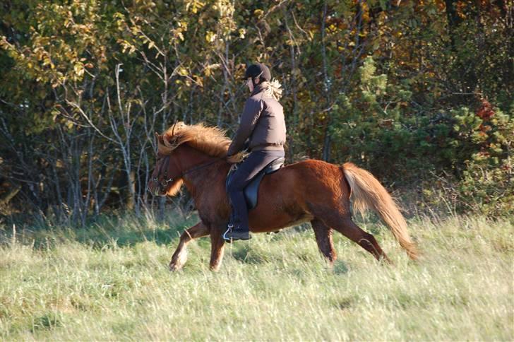 Hubertusjagt på rugård slot 2/11-2008 billede 20