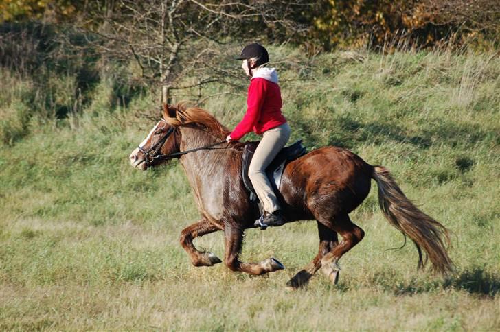 Hubertusjagt på rugård slot 2/11-2008 billede 23