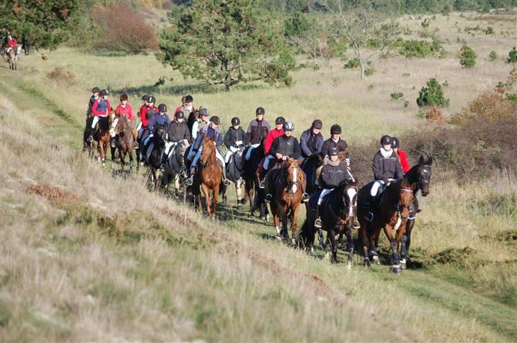 Hubertusjagt på rugård slot 2/11-2008 billede 31