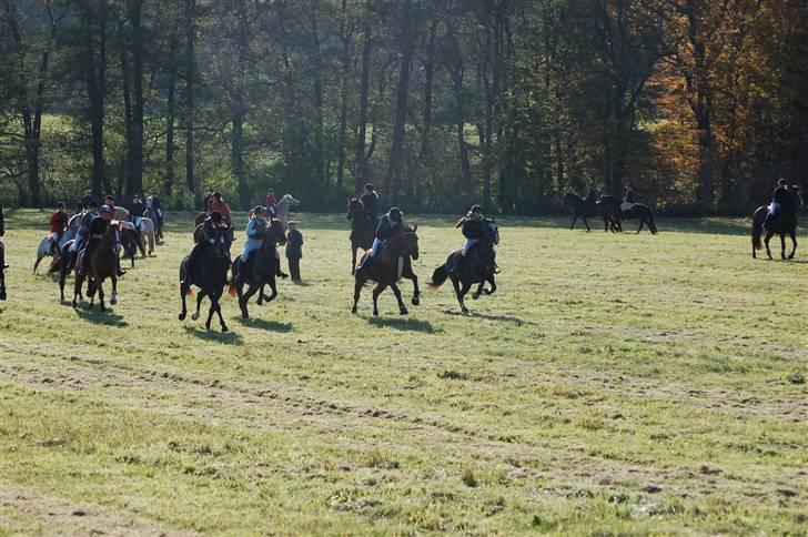 Hubertusjagt på rugård slot 2/11-2008 billede 34