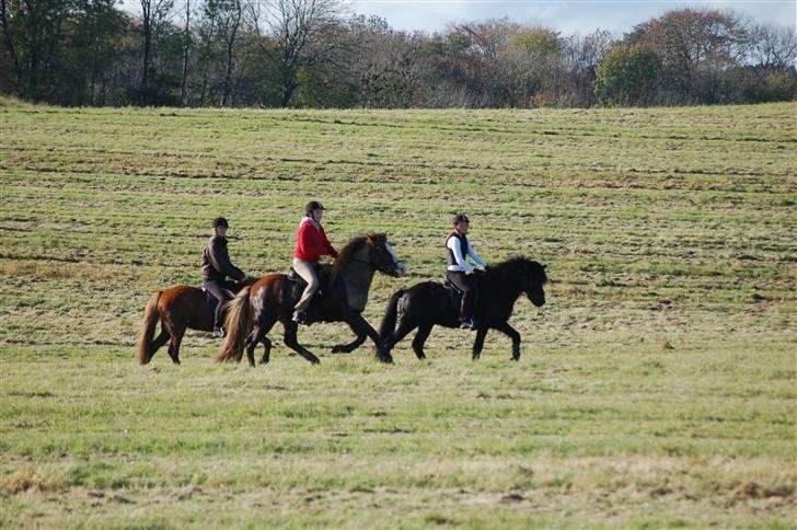 Hubertusjagt på rugård slot 2/11-2008 billede 37