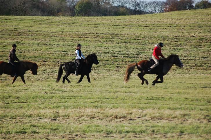 Hubertusjagt på rugård slot 2/11-2008 billede 38