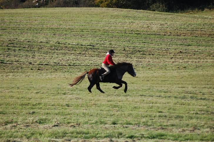 Hubertusjagt på rugård slot 2/11-2008 billede 39