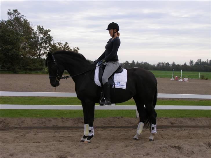 Billeder fra mit arbejde på stald sakstrup. - Her i Vandkærs Dido. En hoppe på 3 år som vi har haft i ridning op til sadelkåring. billede 16