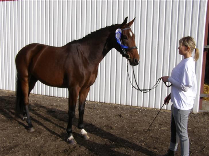 Billeder fra mit arbejde på stald sakstrup. - Her er jeg til eksteriør kåring med Candiana Sakstrup. Hun er en hoppe fra 2004 efter f. Stedinger og mf. Didrikson. billede 19