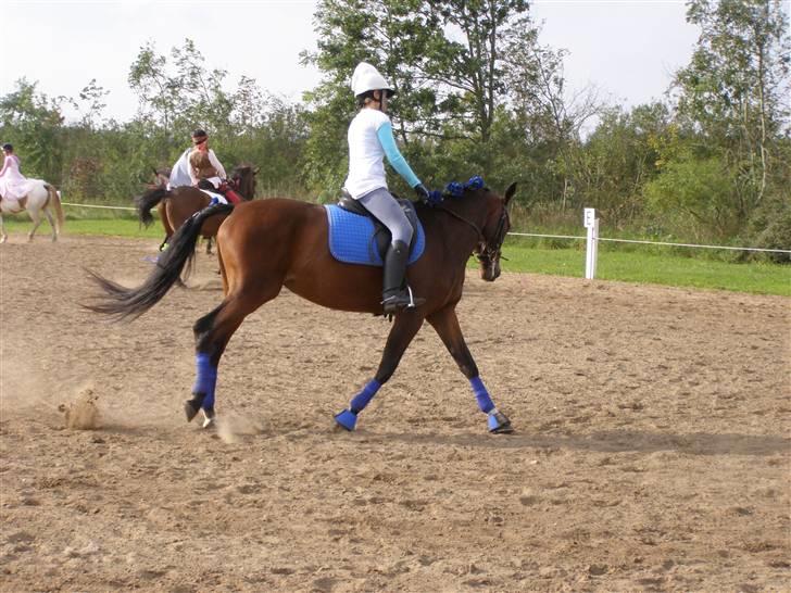 Billeder fra mit arbejde på stald sakstrup. - Her er jeg og Candiana Sakstrup til udklædningstævne på BJR. billede 20