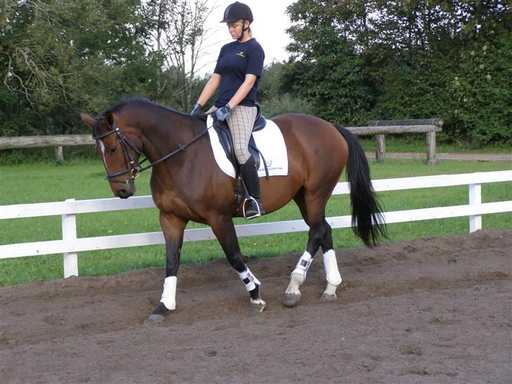 Billeder fra mit arbejde på stald sakstrup. - Daglig træning med Himmerigs Karo. billede 27