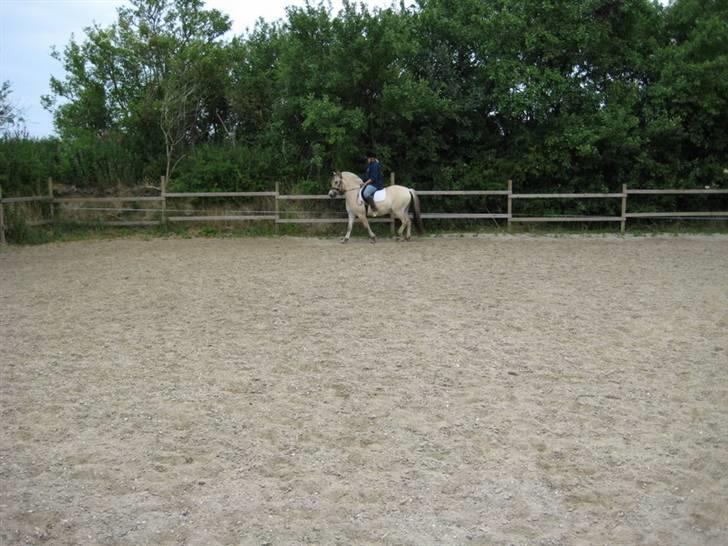 Ingegårds Doa - Den spæde start på tilridningen af Ingegårds Doa billede 1