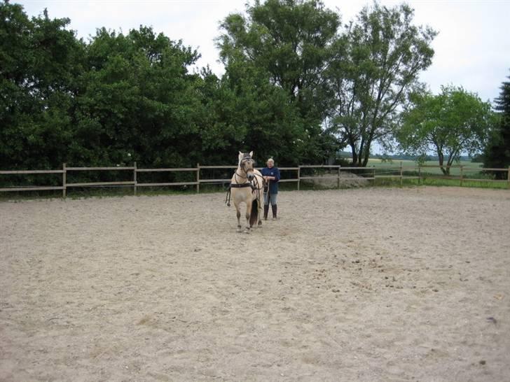 Ingegårds Doa - Ingegårds Doa billede 7