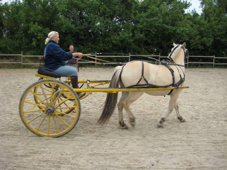Ingegårds Doa - Julie som blev Doas første rytter blev også Doas første kusk. To nybegyndere, for Julie havde altså ikke prøvet at køre før. billede 18