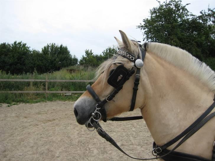 Ingegårds Doa - Hvis jeg nu står helt stille, skynder du dig så. billede 22