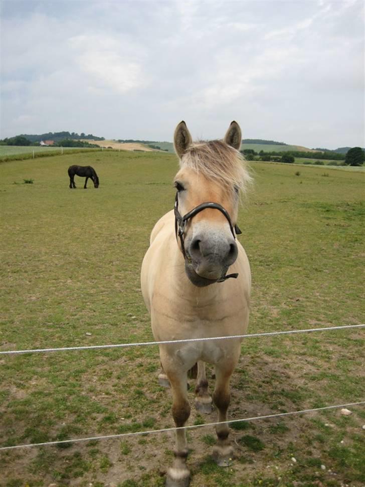 Ingegårds Doa - Hvad er det du har der? billede 25