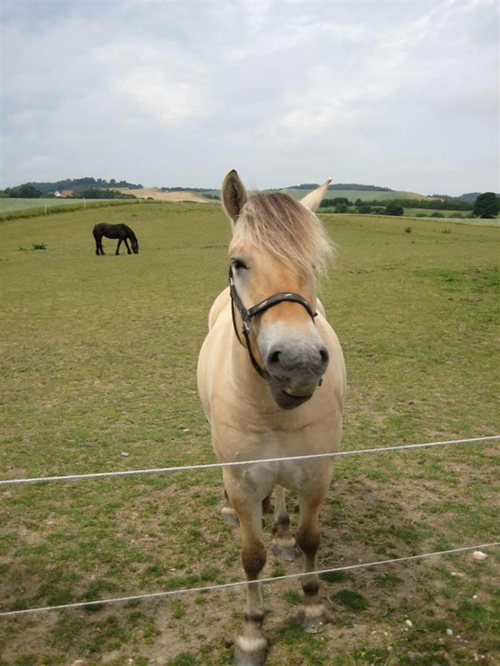 Ingegårds Doa - Jeg kommer lige lidt tættere på¨. billede 26