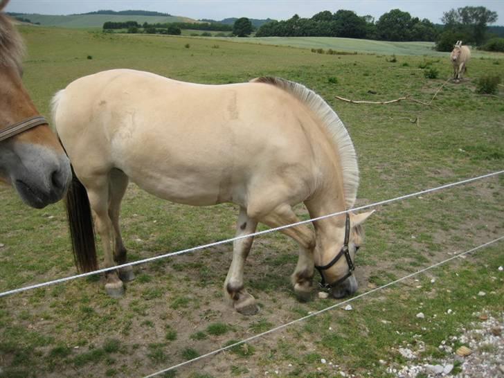 Ingegårds Doa billede 27