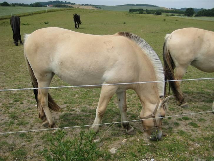 Ingegårds Doa billede 28