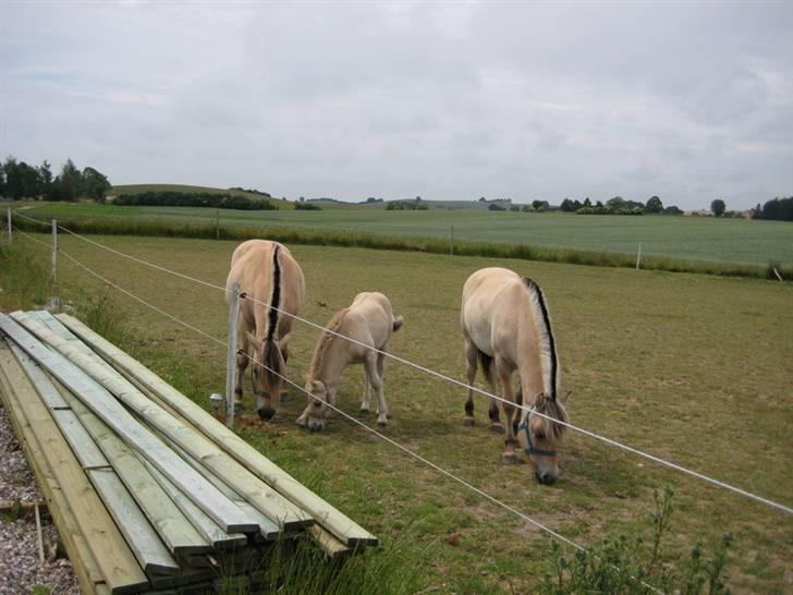 Ingegårds Doa billede 29