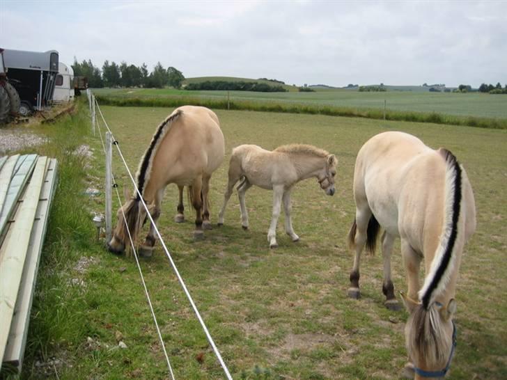 Ingegårds Doa billede 30