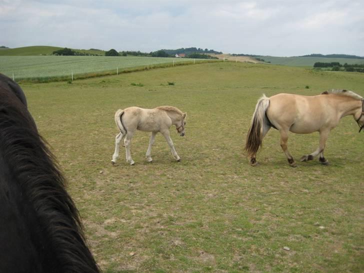 Ingegårds Doa billede 31