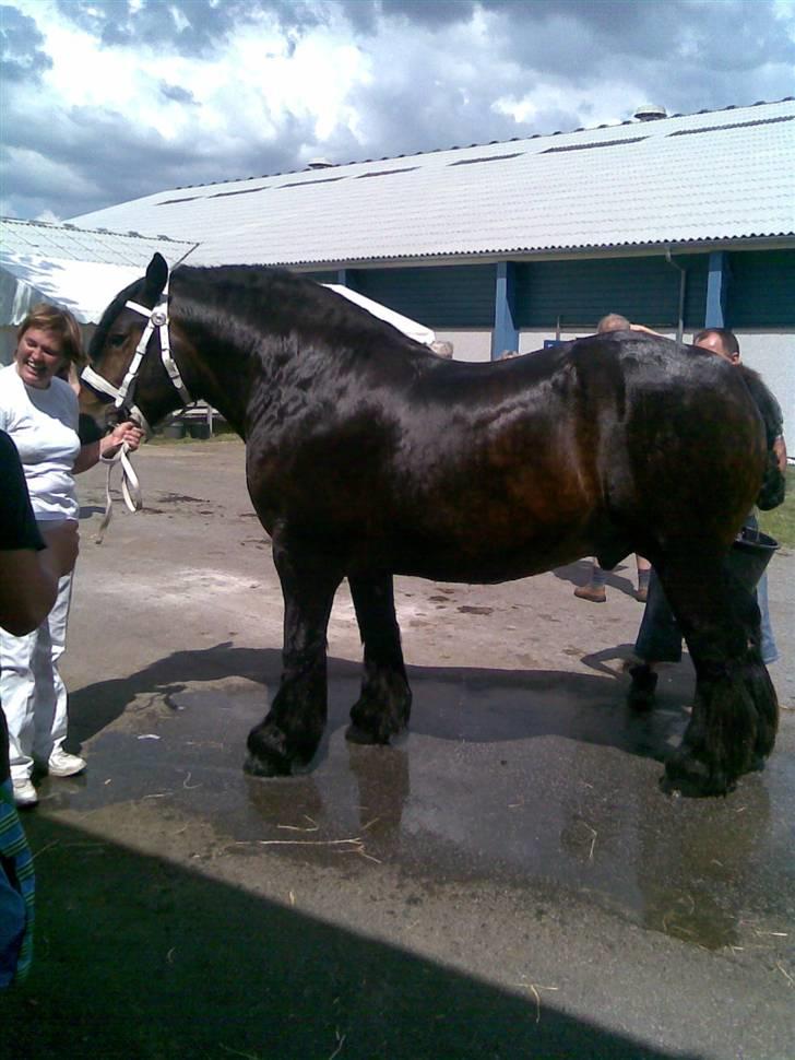 Billeder fra landsskuet i herning:) - Den var altså KÆMPE stor når man stod ved siden af den! billede 1