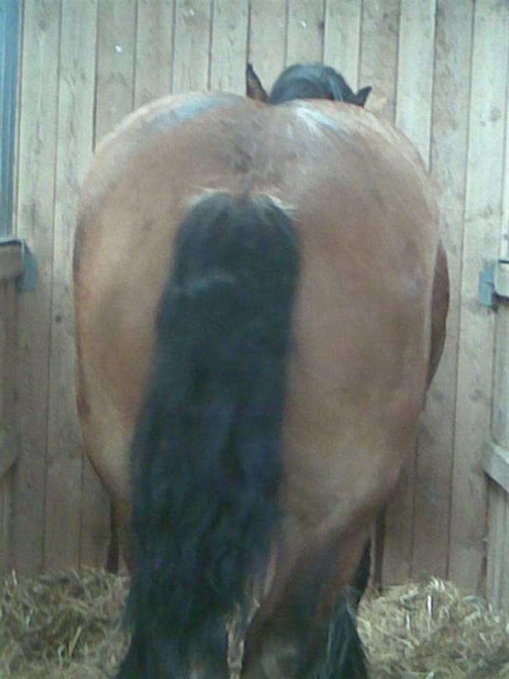 Billeder fra landsskuet i herning:) - Ville lave en sjov baggrund til mobilen og sys at denne har mås var rigtig lækker;) billede 2