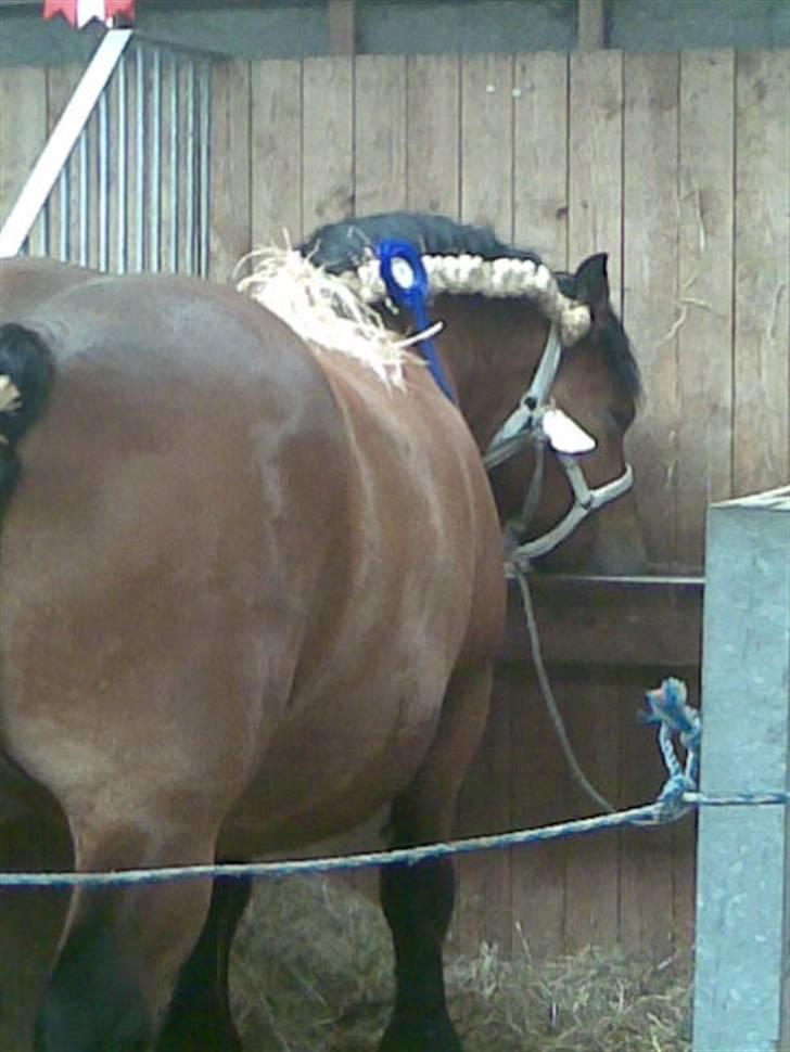 Billeder fra landsskuet i herning:) - Sys det er mega kønt når de fletter det der ind i manen på dem! billede 3