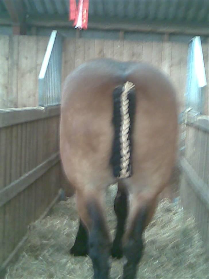 Billeder fra landsskuet i herning:) - - og i halerne;) billede 4