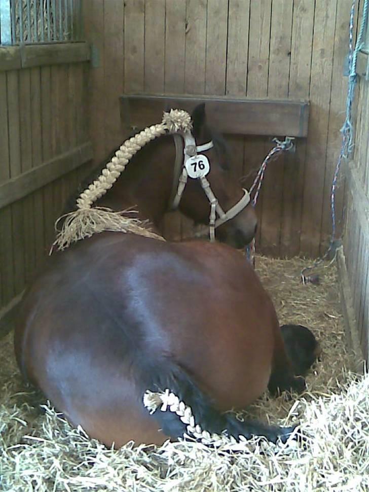 Billeder fra landsskuet i herning:) - Den så altså lidt sød ud  (;
 billede 5