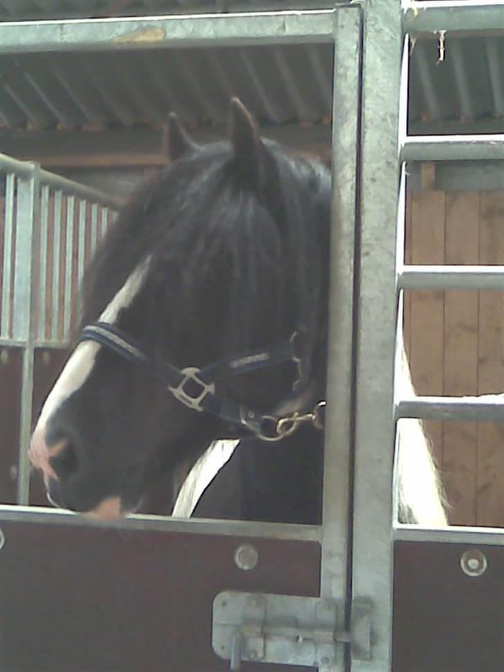 Billeder fra landsskuet i herning:) - Prøv lige at se en lækker hest hva?! billede 6