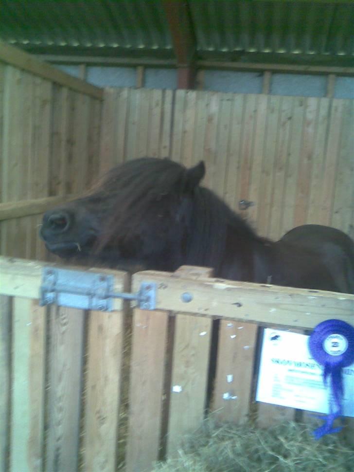 Billeder fra landsskuet i herning:) - Den ville mega gerne snakke (; billede 7