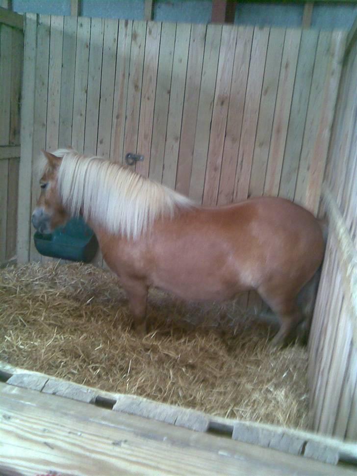 Billeder fra landsskuet i herning:) - Oss bare fordi den så lidt nuttet ud:) billede 8