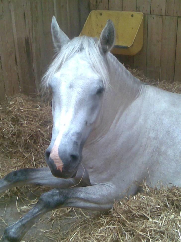 Billeder fra landsskuet i herning:) - Endnu en af de der trætte heste:) billede 9