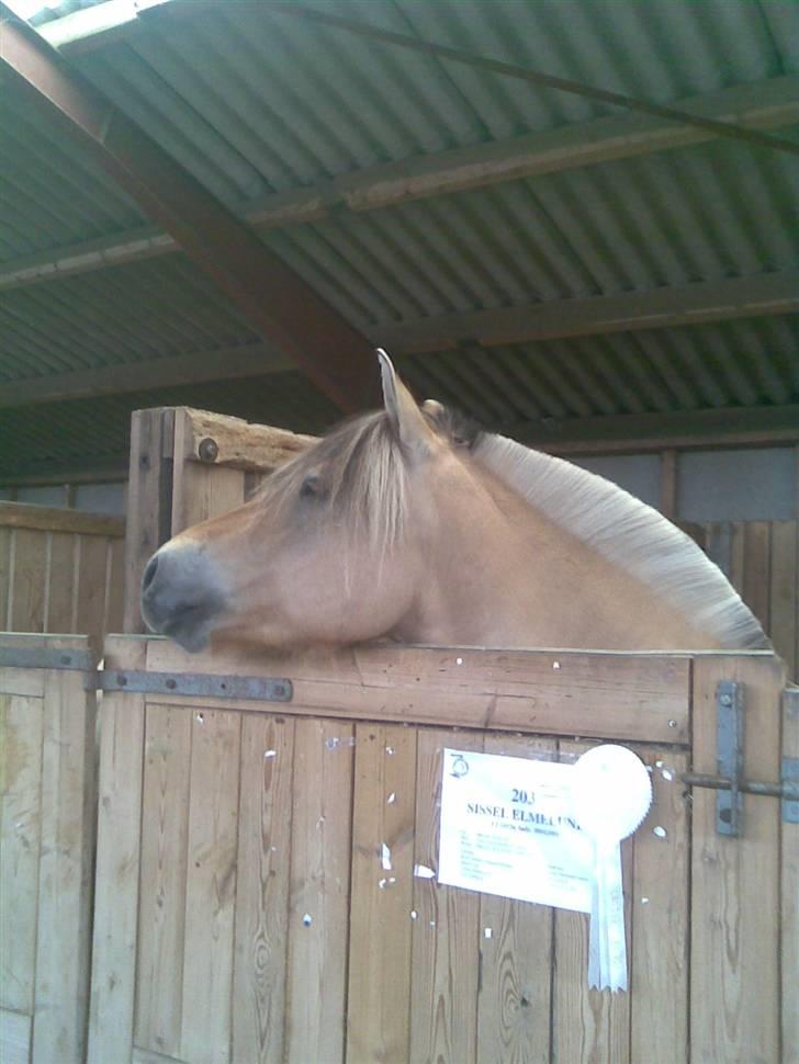 Billeder fra landsskuet i herning:) - Den så bare så glad ud :) billede 10