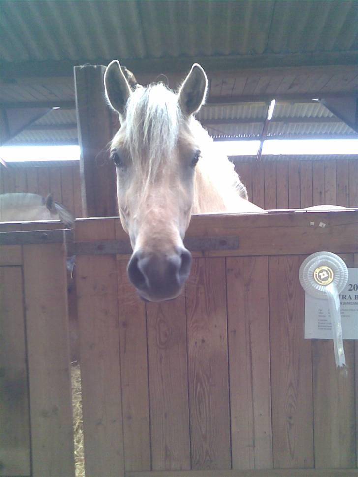 Billeder fra landsskuet i herning:) - Den smiler jo næsten:) billede 11