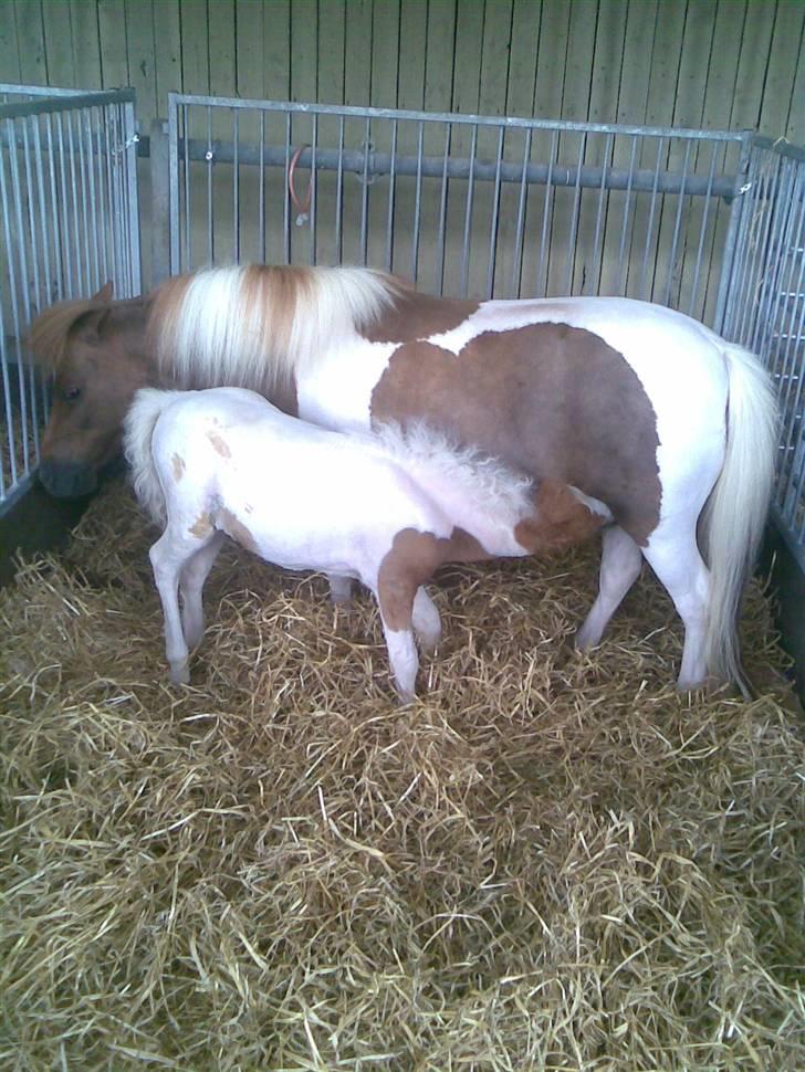 Billeder fra landsskuet i herning:) - Esker føl:D billede 12