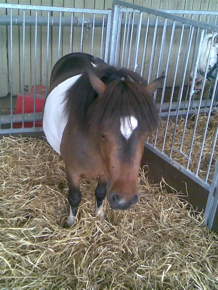 Billeder fra landsskuet i herning:) - Sys altså han ahvde nogle rigtig flotte aftegn:) billede 13