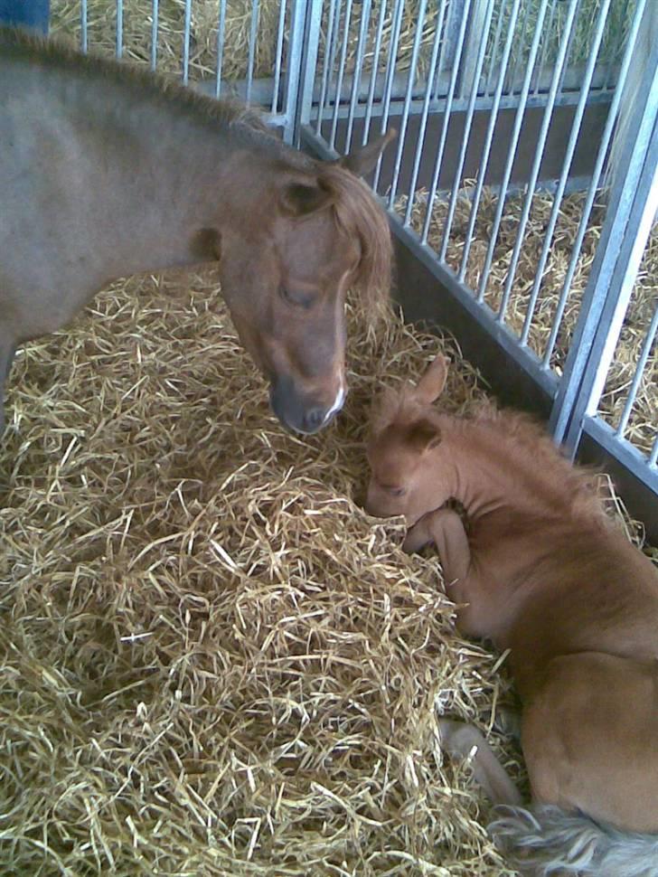 Billeder fra landsskuet i herning:) - Hoppe og lille bitte føl :) billede 14