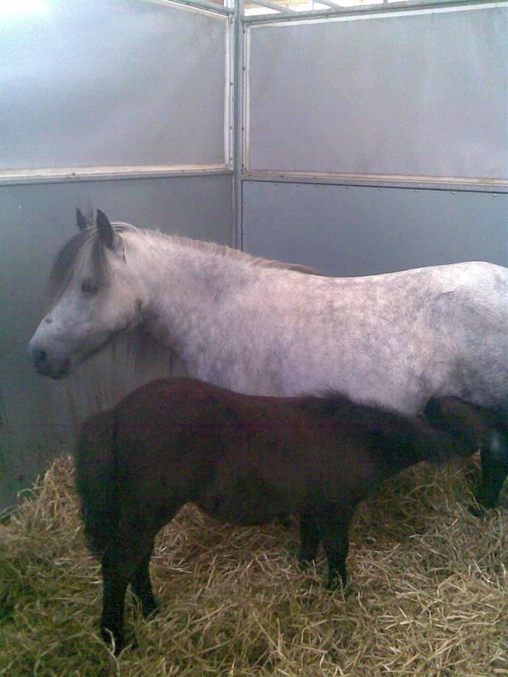 Billeder fra landsskuet i herning:) - - Bare fordi den ligner en jeg kender :) billede 15