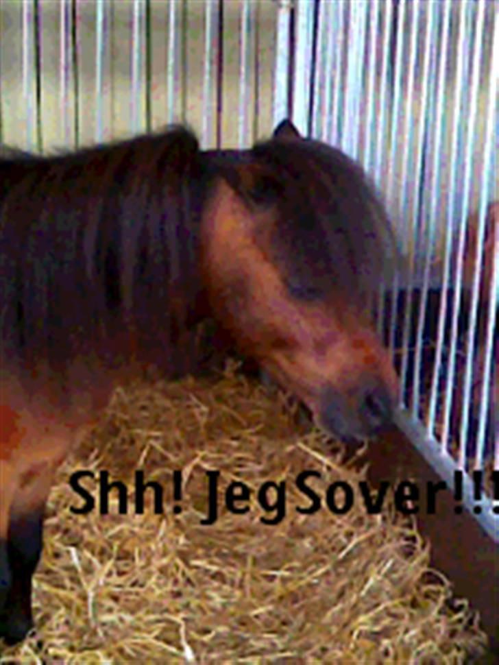 Billeder fra landsskuet i herning:) - Nuttet!!!!! billede 16