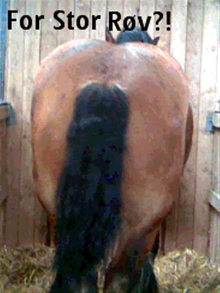 Billeder fra landsskuet i herning:) - Det var så hvad der kom ud af min kreativitet ;) billede 17