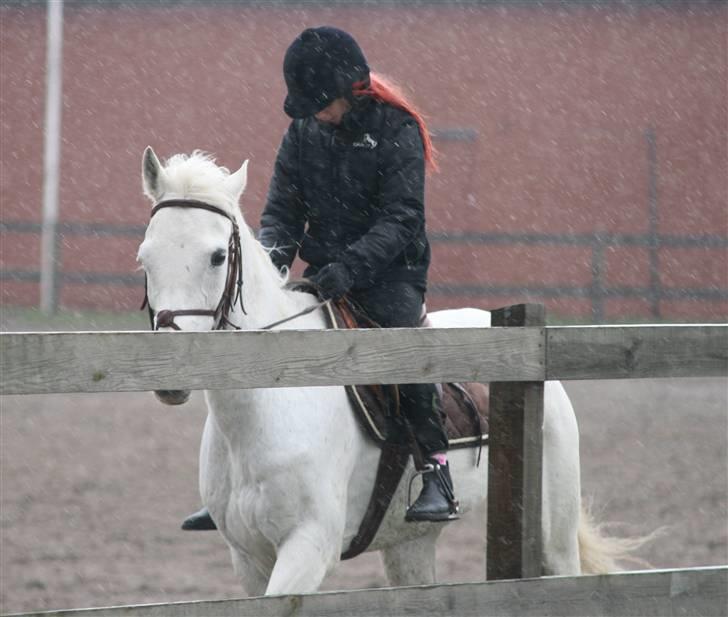 Mit fotoalbum - Chivas og jeg skridter i regnvejr. øv øv vi blev våde!! billede 1
