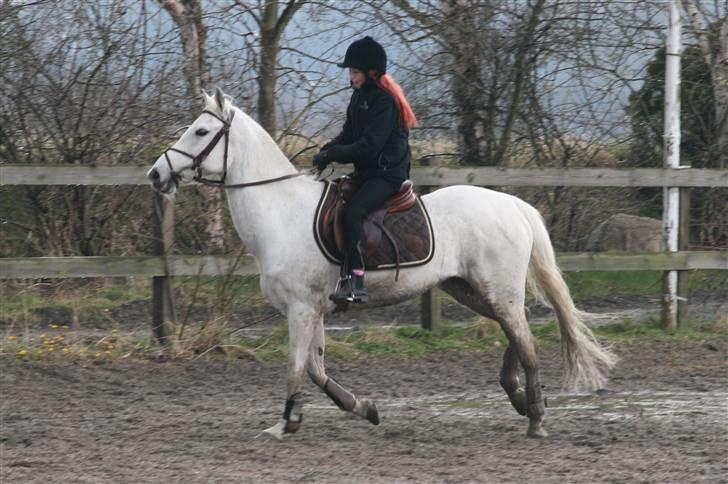 Mit fotoalbum - Chivas og jeg er på vej hen til springet i en god fart.!! billede 10