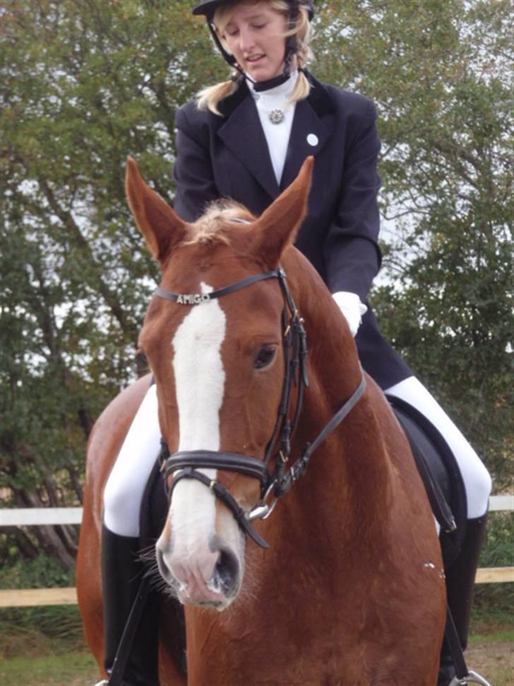 Sevel den. 29/9-08 - Til stævne i sevel rideklub ,,  den 29/9-08 billede 60