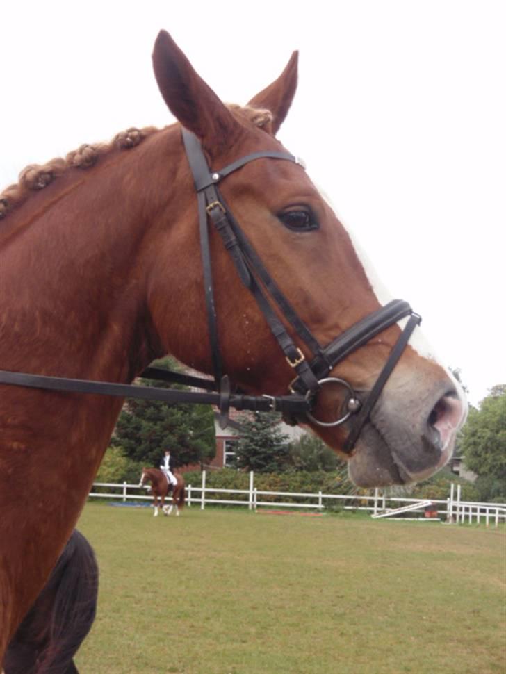 Sevel den. 29/9-08 - Til stævne i sevel rideklub ,,  den 29/9-08 billede 61